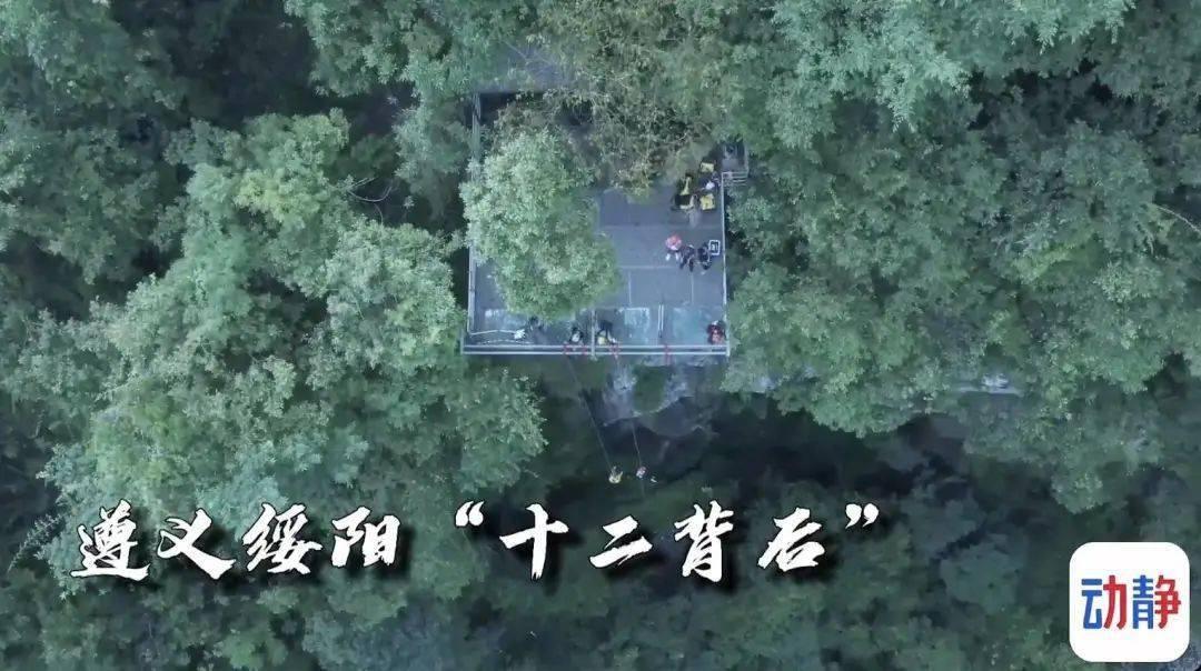 动保协会回应昆明动物园“猴猫共处”事件:猫被救出后会带回北京猫屋